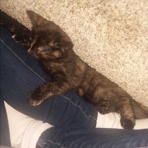 Meet your Posher, Storm